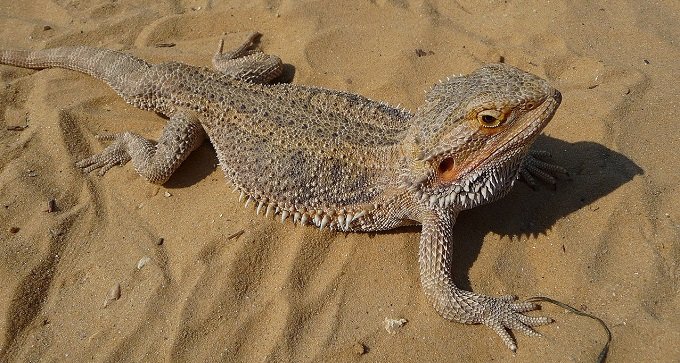 動物の地震予知能力について獣医師が語る! トカゲの行動は要チェック!!の画像1