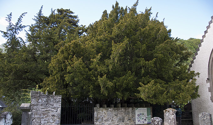 雄から雌へと性転換するニューハーフ樹木フォーティンゴールのイチイ ― 五千年の遥かなる時を経ての画像1