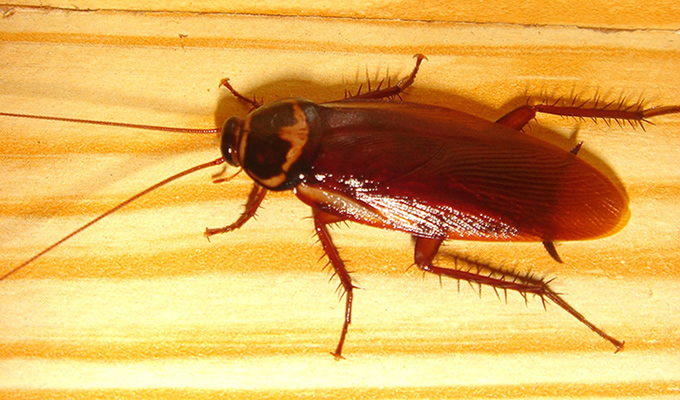 ゴキブリの咬合力は人間の約5倍のパワー! やはりゴキブリは食べた方がいい?の画像1