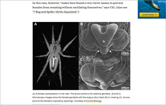 1511_spider_02.jpg