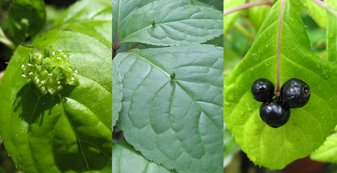 1512_5plants_02.jpg