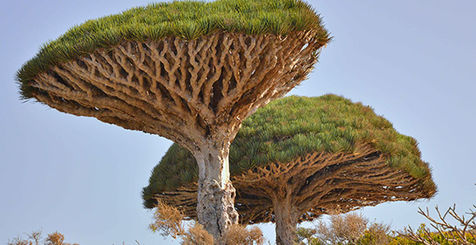1512_5plants_03.jpg