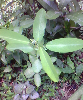 1512_5plants_05.jpg