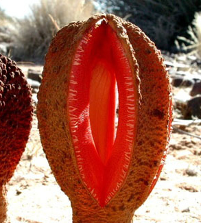 1512_5plants_06.jpg
