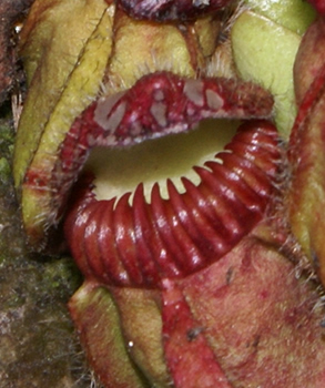 1512_carnivorousplant_03.jpg