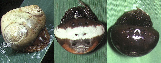 脳をコントロールする寄生虫、売春婦と呼ばれる花?ものまねが得意な擬態生物5選!の画像6