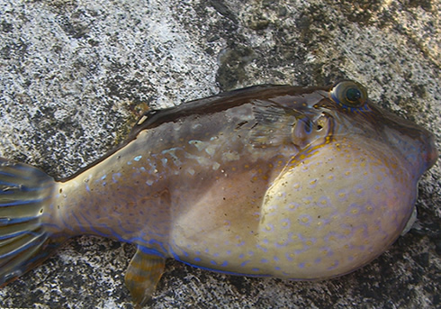 死亡例も…日本近海の猛毒海洋生物5選! 痺れや脱力感やジワジワとした痛み!!の画像4
