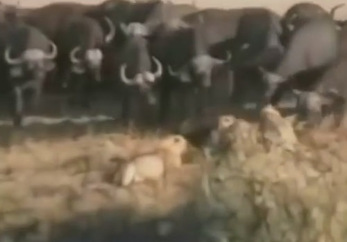 【閲覧注意】バッファロー対ライオン! ワニ対カバ! 野生動物の命を懸けた無差別マッチの意外な行方は?の画像1