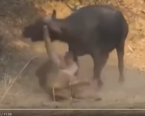 【閲覧注意】バッファロー対ライオン! ワニ対カバ! 野生動物の命を懸けた無差別マッチの意外な行方は?の画像2