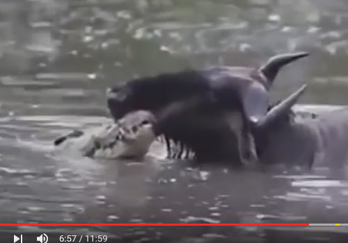 【閲覧注意】バッファロー対ライオン! ワニ対カバ! 野生動物の命を懸けた無差別マッチの意外な行方は?の画像4