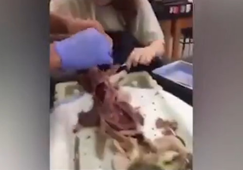 【閲覧注意】解剖したネコの腸で縄跳びする高校生! カオス化するアメリカの解剖実習の画像2