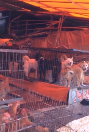 犬鍋の臭いは犬をハグしたときのアノ臭いだった…。実際に韓国で見た食用犬の凄惨な末路と味とは?の画像2