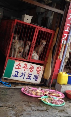 犬鍋の臭いは犬をハグしたときのアノ臭いだった…。実際に韓国で見た食用犬の凄惨な末路と味とは?の画像4