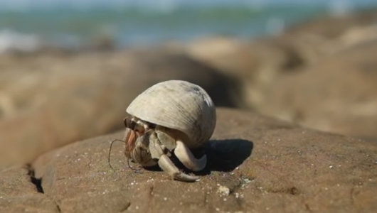 1606_hermitcrab_02.jpg