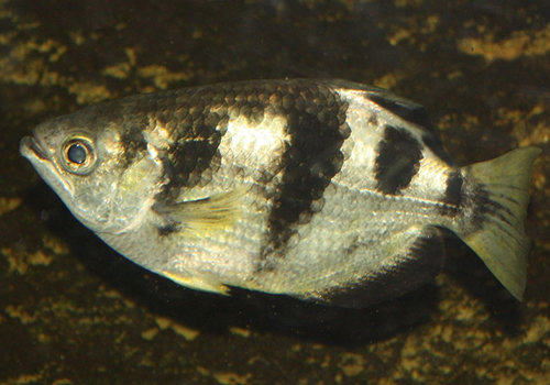 「人の顔を識別する魚」から「不死の生物」まで ― 驚異の能力を持つ生物5選の画像3
