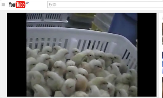 【閲覧注意】生まれた瞬間シュレッダーにかけられる数万羽の雄ヒヨコ! 生きたままグチャドロミンチにの画像2