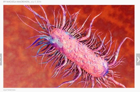 1611_flesheatbacteria_1.jpg