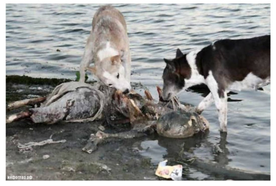 【閲覧注意】3千年間燃え続けるガンジスの遺体を捉えた写真が、あまりにも悲しくて美しすぎる!の画像4