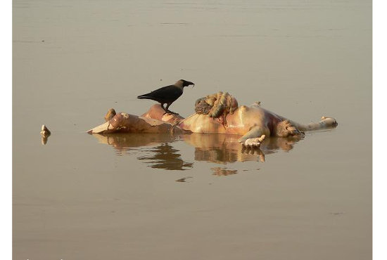 【閲覧注意】3千年間燃え続けるガンジスの遺体を捉えた写真が、あまりにも悲しくて美しすぎる!の画像5