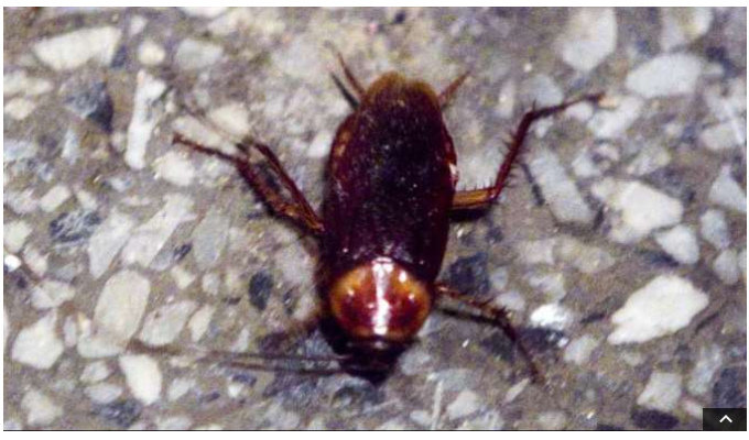 【閲覧注意】人間の体内から発見されたゾッとするほど身の毛もよだつ生命体5選! ウジ虫から種子まで!の画像7