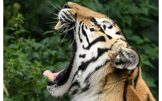 1709_monkeyheartattack_1.jpg