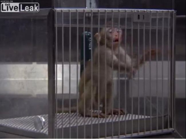 【閲覧注意】毒ガスでじわじわ死にゆく子ザルが哀れすぎる! 苦悶の表情で体を痙攣させ… 動物実験の残虐さを思い知る衝撃映像の画像1