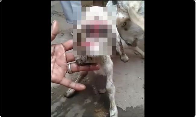 【閲覧注意】超絶SFチックな人面ヤギにインド人もびっくり! 各地で奇形動物が続々誕生、人類の破滅を告げる現代の妖怪たちの画像1