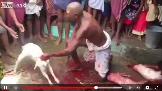 【閲覧注意】超速斬首オヤジの連続早業に震えが止まらない! 子ヤギの頭が次々に… 動物の生贄儀式は文化か虐殺か!?=インドの画像4
