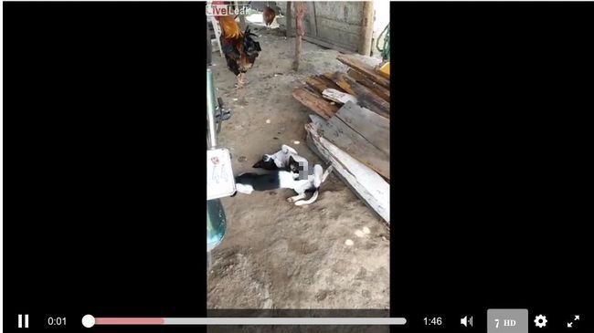 【閲覧注意】メス猫がオス犬にフェラする光景が激撮される! 陰嚢を揉みしだく肉球、ペニスに絡みつく舌… 濃厚すぎる異種姦!の画像1