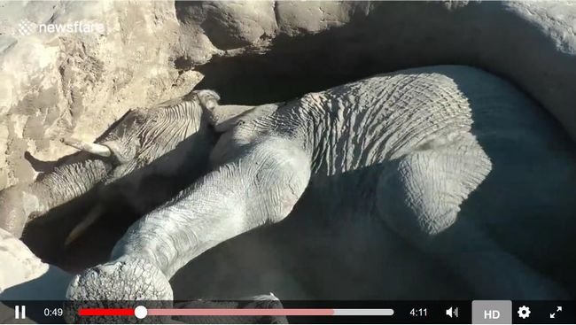 【閲覧注意】「自分の墓を掘る」赤ちゃんゾウが憐れすぎる! 猛暑の影響か、水を求めた「必死の自殺行為」に戦慄!の画像4