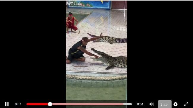 【閲覧注意】ワニの口に腕を突っ込んだ男の悲劇! 動物園のショーでワニが調教師を「バクッ…」!=タイの画像1