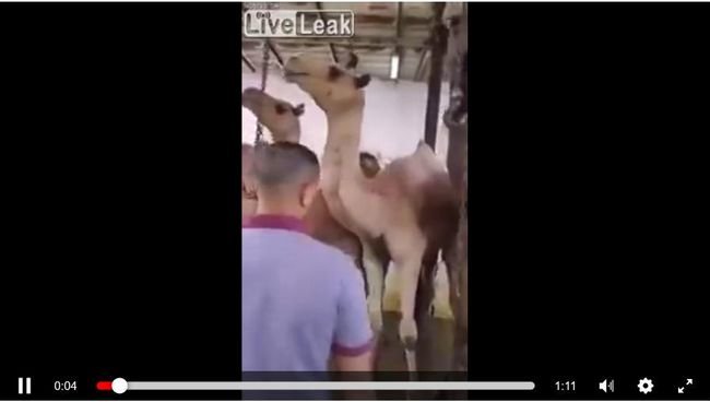 20180830_camel_01.jpg