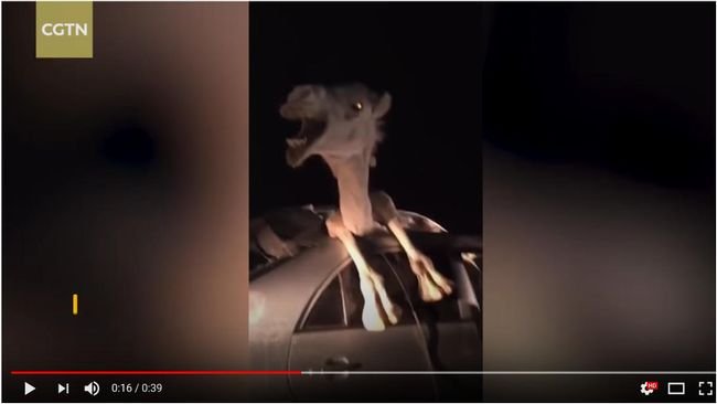 【閲覧注意】史上最も奇妙な「ラクダと自動車の交通事故」！  巨体が完全にハマって悲鳴… 信じられない合体風景＝インドの画像1