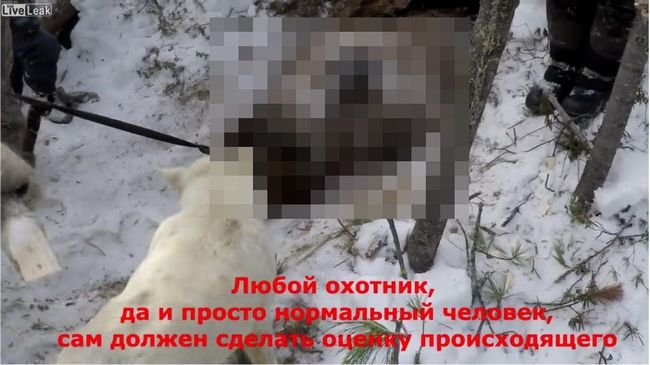 【閲覧注意】冬眠中のクマを容赦なく銃殺する残虐映像流出！ 州知事の暴挙は「住民のため」か、大炎上を狙うプーチンの謀略説も＝露の画像1