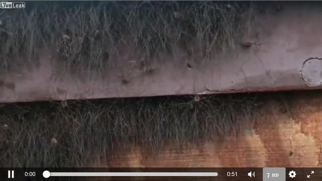 【閲覧注意】リアルまっくろくろすけの映像がキモすぎる! 窓枠からうじゃうじゃと… 鳥肌必至、最恐の生存戦略の画像1