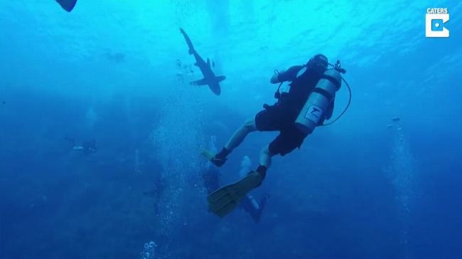 20181225_shark_02.jpg