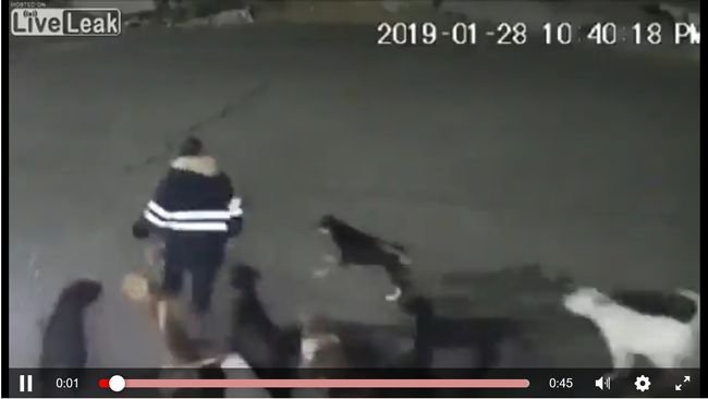 【閲覧注意】野良犬11匹に襲われ噛み殺された34歳女性! 全身ボロボロ、頭皮はぎ取られ… 直前映像も恐怖=メキシコの画像1