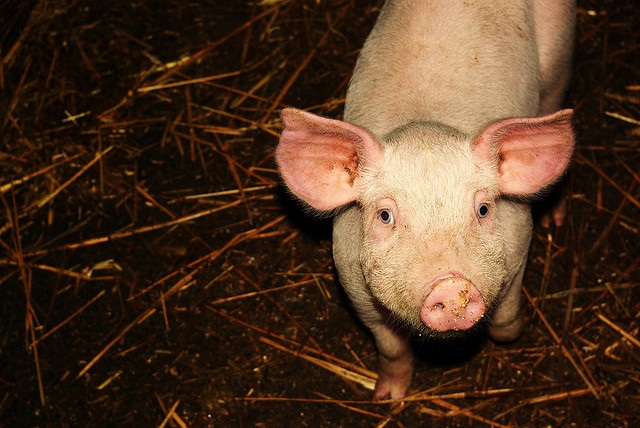中国　2歳男児が豚に食われる ― 牙を剥いたら怖い、養豚の実態！の画像1