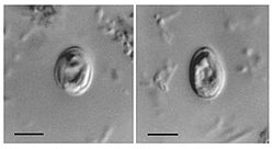 死に至ることも!ペットから飼い主に感染する微生物・細菌類の画像2