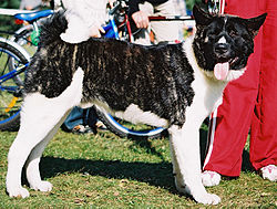 250px-Great_japanese_dog00.jpg