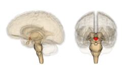 250px-Hypothalamus_image.png