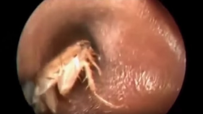 26cockroaches.jpg
