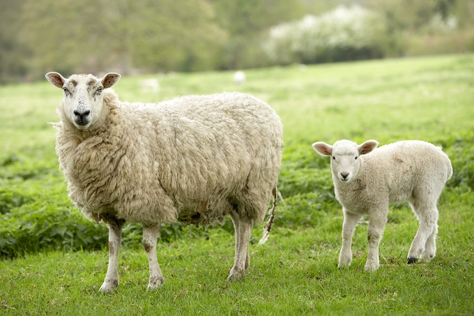 年賀状の 羊 の顔で15年の運勢がわかる 極秘の 羊の呪い占い
