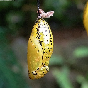800px-Idea_leuconoe(pupa).jpg