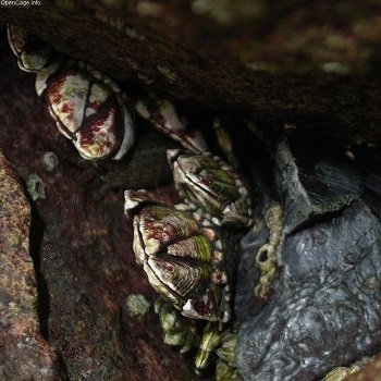 割れた唇、ニュルッと触手… 超グロくてキモすぎる正体不明のモンスターが発見される! 理学博士が緊急コメントの画像2