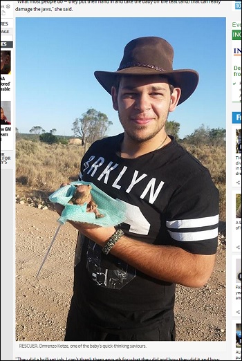 BabyWombat.jpg