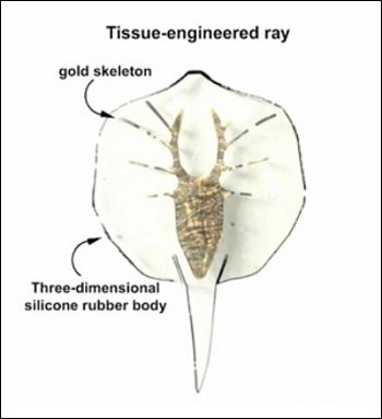 Biohybrid_3.jpg