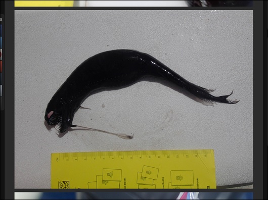 BlackDragonfish_2.jpg