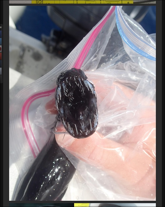 BlackDragonfish_3.jpg