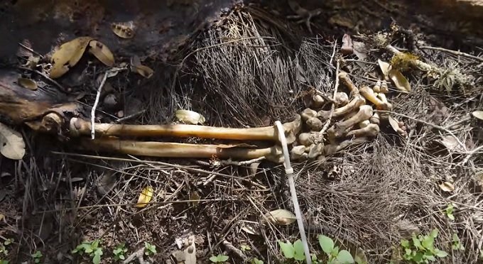 【閲覧注意】地獄の「死体農場」 ― 野ざらしの死体はどのように朽ち果てるのか?=米の画像3